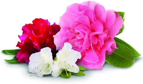 Vista 5 de Jobe'S Plant Food Azalea, Camellias y rododenron Spikes 9-8-7 Spike 10 / Pack