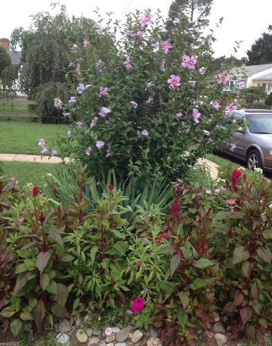 Vista 2 de HIBISCUS, 50 semillas de rosa de Sharon (Hibiscus syriacus), resistente al frío, perenne