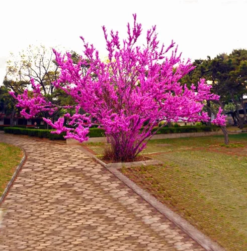 Vista 5 de 50 semillas de árbol Redbud Arbusto Cercis o Bonsái Rosa Púrpura Flor Semillas Raras