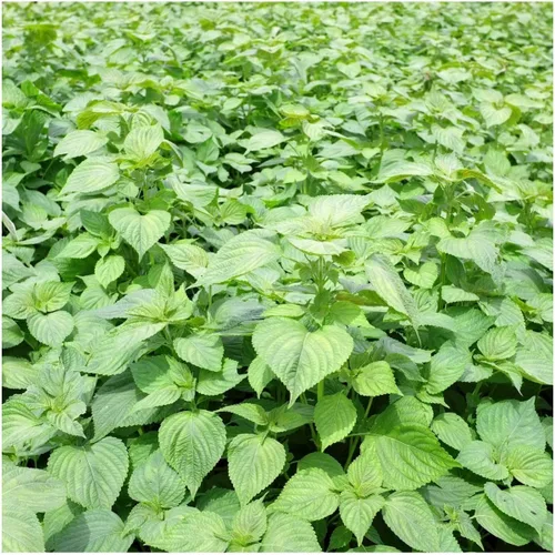Vista 2 de 100 semillas de perilla verde SHISO – Planta BEEFSTEAK hierba