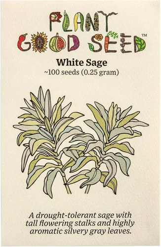 Vista 10 de Plant Good Seed Semillas orgánicas de salvia clara para plantar: hierba para cosméticos, flores moradas fragantes - Paquete de 50 semillas