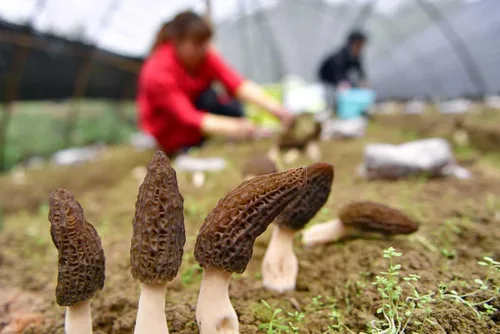Vista 5 de Setas negras Morel Esporas Micelio No GMO Desaparecen para plantar
