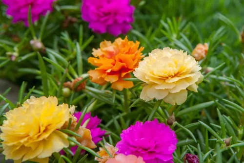 Vista 4 de Semillas Musgo Rosa Mix Portulaca Flores Anuales