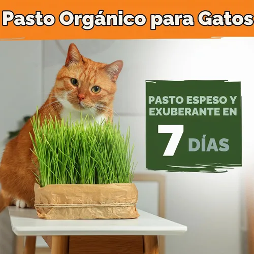 Vista 2 de HOME GROWN Mezcla orgánica de semillas de hierba de gato (avena y cebada) – 4 oz – Maceta de interior fácil
