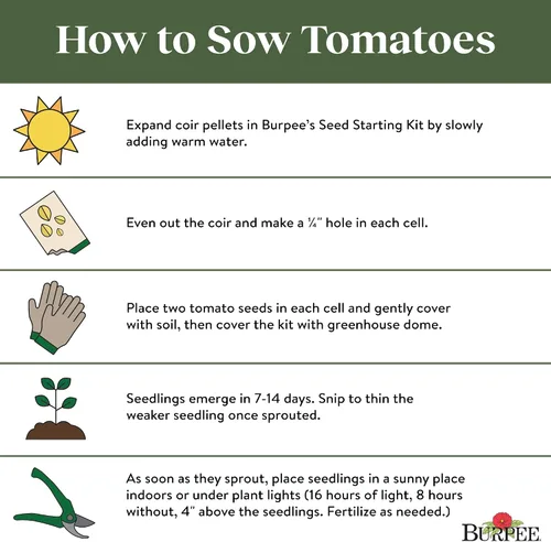 Vista 7 de Burpee 'Big Rainbow' Heirloom, Tomate Grande Beefsteak para Rebanar, 100 Semillas Sin OGM