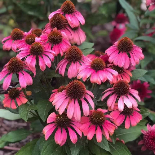 Vista 8 de 100 semillas de equinácea morada – Semillas de flores de equinácea rosa para plantar, variedad de reliquia sin OMG para jardines de flores silvestres