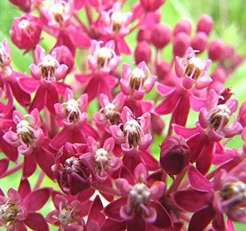 Vista 7 de Los 5 paquetes grandes - Común, Puesta de sol tropical, Motivas, Pantano y Mariposa Milkweed Seeds, Asclepias (Los 5 paquetes grandes)