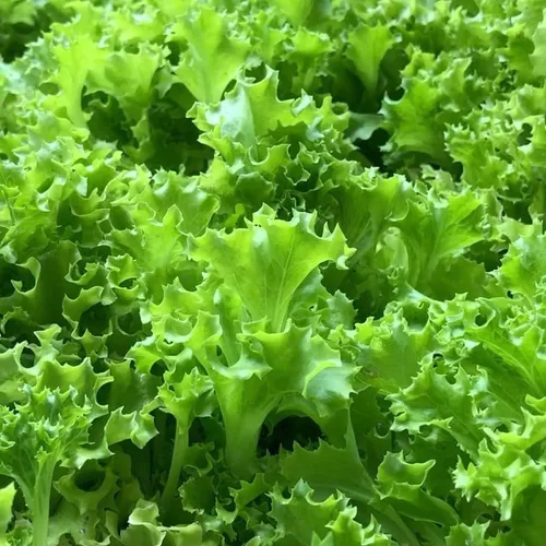 Vista 2 de Mezcla de ensalada de primavera 25000 semillas para plantar 'Cut and Come Again', 12 variedades de lechuga, espinaca, rúcula y col rizada.