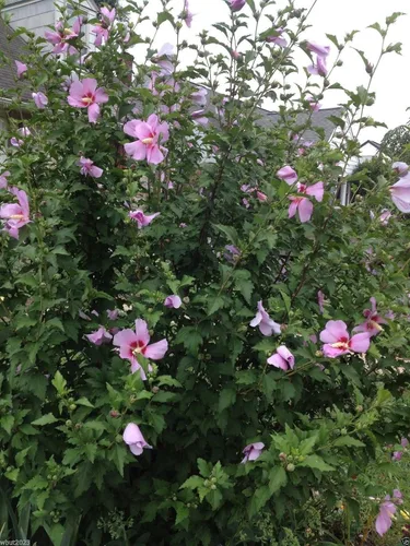 Vista 6 de HIBISCUS, 50 semillas de rosa de Sharon (Hibiscus syriacus), resistente al frío, perenne