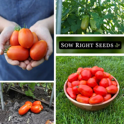 Vista 4 de Sembrar semillas adecuadas: semillas de tomate Roma para plantar variedad heredada determinada Popular non-GMO plum tomatoes for planting