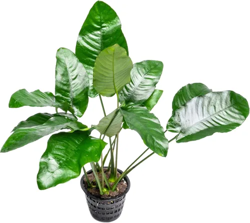Vista 23 de SubstrateSource Plantas vivas – Anubias Hastifolia (Anubias hastifolia) – Luz baja a moderada, hojas en forma de flecha de color verde medio a