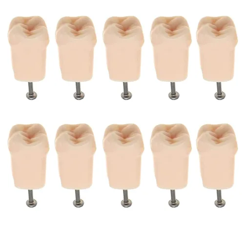 Vista 11 de Modelo de estudio de dientes de práctica de Typodont dental, modelo de estudio, dientes de repuesto individual, enseñanza de estudiantes