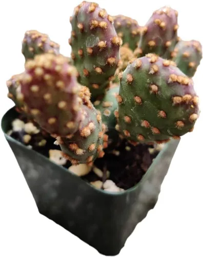 Vista 4 de Cactus vivo y plantas suculentas (maceta de 2 pulgadas Crassula Pubescens)