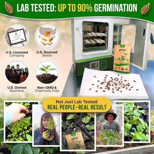 Vista 2 de Organo Republic Paquete de semillas de anís 5G – Más de 1800 semillas de anís reliquia sin OMG para plantar hierbas en paquete de semillas