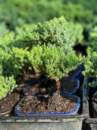 Vista 3 de Árbol bonsái de enebro enano vivo, en maceta de plástico, 3 años, 100% hecho a mano, bonsái para exteriores, regalo único para cumpleaños