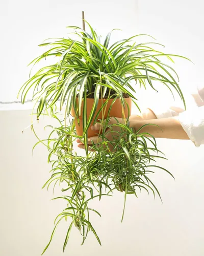 Vista 6 de Live Houseplant - Planta de araña rizada Bonnie de 4 pulgadas, planta de interior de fácil cuidado, plantas de interior vivas - Plantas