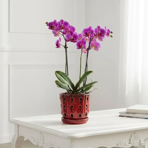 Vista 6 de Juego de 2 macetas de orquídea de cerámica de 4.9 pulgadas con Rojo