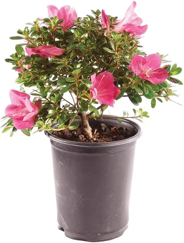 Vista 2 de Brussel's Bonsai Live Satsuki Azalea Bonsai, árbol de flores vivas, para exteriores, pequeño, 5 años de edad, 5 a 8 pulgadas de alto, paquete de 2