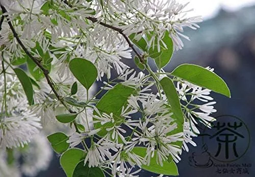 Vista 2 de 10 semillas de árboles chinos con flecos. Zonas: 6 a 9, Chionanthus retusa