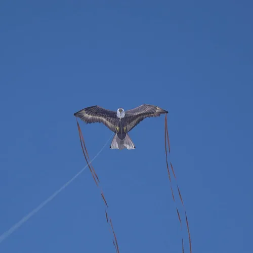 Vista 2 de X Kites BirdsofPrey - Cometa de nailon para pájaros para niños y roedores, repelente de aves