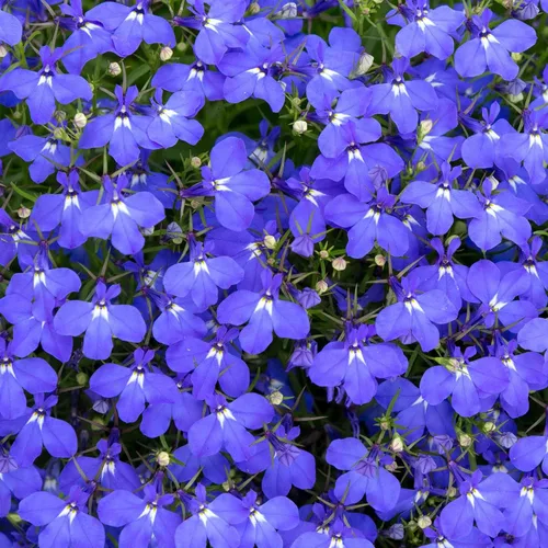 Vista 3 de Eden Brothers Lobelia Seeds - Alfombra Azul