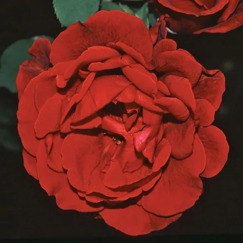 Vista 15 de Rosas trepadoras de reliquia, planta de raíz propia viva, Lady in Red™