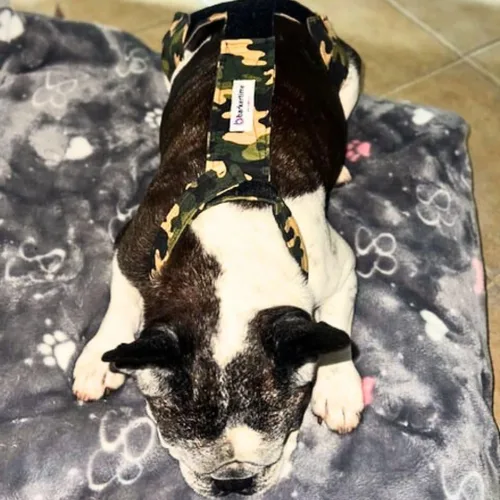 Vista 3 de Pañal para perro Camo on Brown, XS, con agujero para la cola, fabricado en Estados Unidos