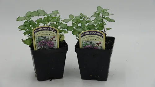 Vista 21 de Greenwood Nursery: Plantas vivas de cobertura del suelo - Bugleweed Blueberry Muffin + Ajuga Reptans - [Cantidad: 1x Maceta de Pinta]
