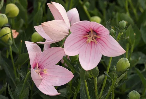 Vista 3 de Semillas Flor de globo rosa Platycodon Flores perennes de Bellflower chino para plantar