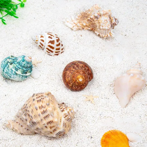 Vista 9 de SINKOO - 6 conchas de cangrejo ermitaño de tamaño mediano a grande, caracola marina natural de 2.3 a 3.5 pulgadas Natural Turbo Seashells Opening