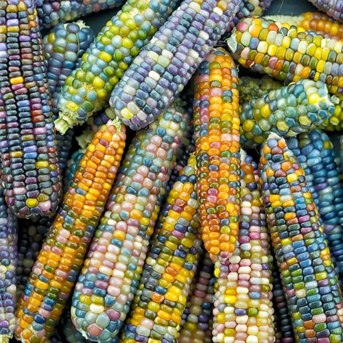 Vista 10 de Eden Brothers Semillas de maíz - Golden Bantam 8 Row
