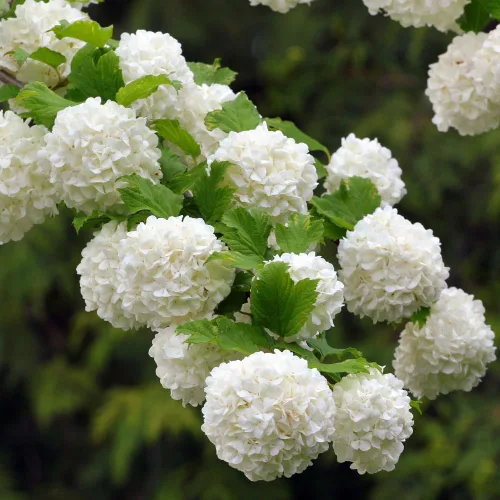 Vista 3 de Old Fashion Snowball Viburnum Planta de 4 pulgadas