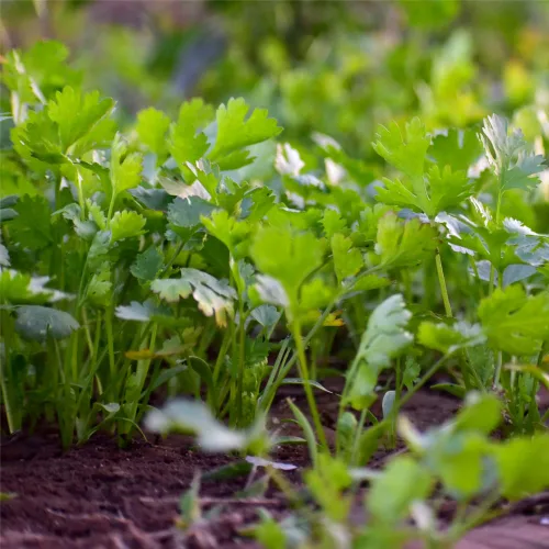 Vista 8 de Semillas de cilantro (Ocio) (300 Semillas)