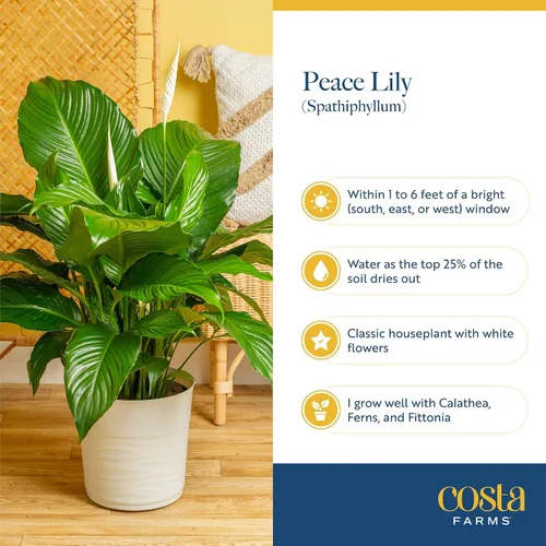 Vista 6 de Costa Farms - Lirio de paz Spathiphyllum, planta viva