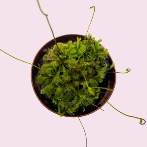 Vista 4 de BubbleBlooms Drosera, Sundews, Planta carnívora rara, en 2 pulgadas Pot Capensis Cape