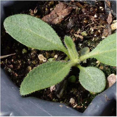 Vista 3 de everwilde explotaciones – Indian Summer black-eyed Susan Native Wildflower semillas – El oro Vault