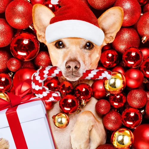 Vista 2 de Liliful 24 juguetes de cuerda de Navidad para perros, juguetes de cuerda de caramelo para perros, juguetes de Navidad para masticar para perros