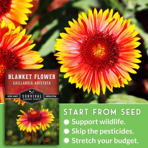 Vista 4 de Survival Garden Seeds - Semillas de flores para plantar - Paquete con instrucciones para plantar y cultivar Gaillardia Pulchella en el huerto de tu