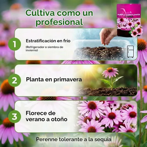 Vista 5 de Semillas de Equinácea, Semillas de Flor de Cono Púrpura, Más de 2300 Semillas de Equinácea para Plantar, Sin OGM, Polinización Abierta, Semillas