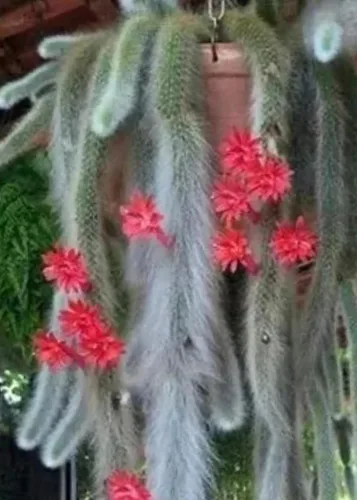Vista 4 de Cactus de cola de mono de 4 pulgadas (Cleistocactus Colademonis) - Fácil de cultivar en interiores/exteriores, luz solar indirecta. Suelo bien