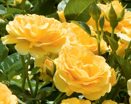Vista 2 de Julia Child Rose Bush - Fragantes flores amarillas que reflorecen - Planta viva de raíz propia de 1.5 galones - Rosa de jardín galardonada