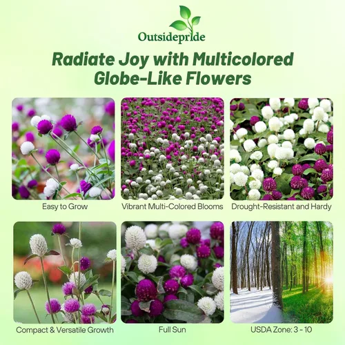 Vista 2 de Outsidepride - Semillas mixtas de Gomphrena - 1000 piezas anuales, tolerantes al calor y la sequía, semillas de amaranto globo amigables