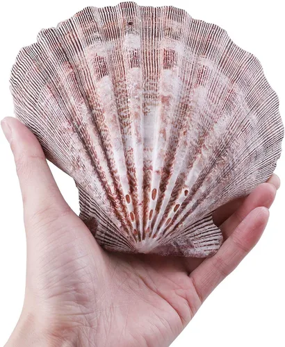 Vista 3 de PPCLION 4 unidades de 5 pulgadas grandes conchas de vieira marrón pata de león para hornear conchas marinas
