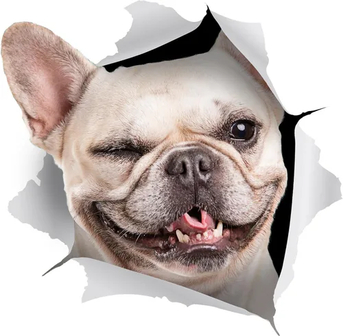 Vista 9 de Winston & Bear Calcomanías 3D para perros, paquete de 2 unidades, calcomanías de bulldog francés blanco y negro para pared, nevera, inodoro y más
