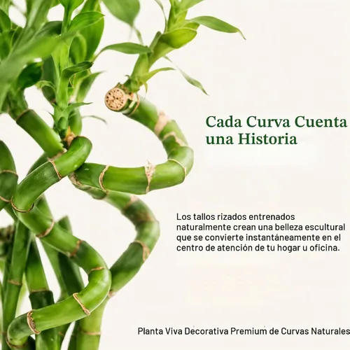 Vista 3 de Planta viva de bambú de la suerte, planta de interior de bambú rizado, Dracaena Sanderiana