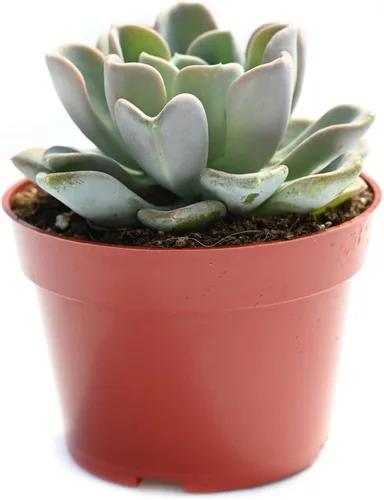 Vista 5 de Planta suculenta Echeveria viva - Suculenta Echeveria de 4 pulgadas (Echeveria Branco)
