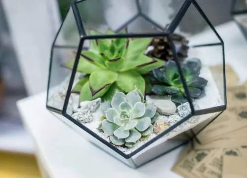 Vista 6 de 500 piezas de semillas raras de suculentas mixtas para plantar, DIY Bonsái, planta ornamental perenne resistente