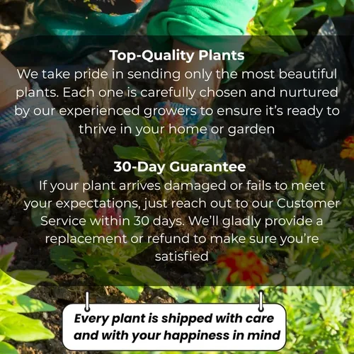 Vista 8 de 5 olmos chinos vivos de 6 a 12 pulgadas Olmo de rápido crecimiento para filas límites y paisajismo de jardín Planta de exterior fácil de cultivar