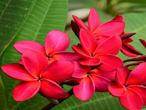 Vista 4 de 2 Hawaiian Red Plumeria Cuttings Grown in Hawaii