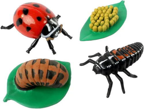Vista 2 de Insect Lore estados del ciclo de la vida de mariquita